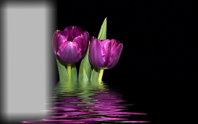 2-Tulips Photo frame effect