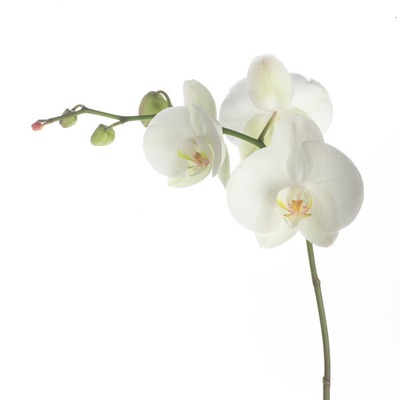 orchidées Fotomontaż