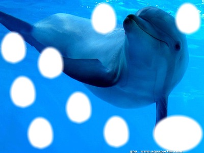 :) dauphin Photo frame effect