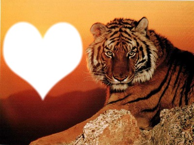 tigre amoureux Фотомонтажа