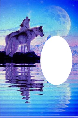 couple loups blanc Fotomontaggio