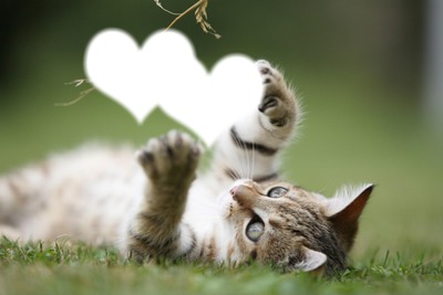 love cat Фотомонтаж