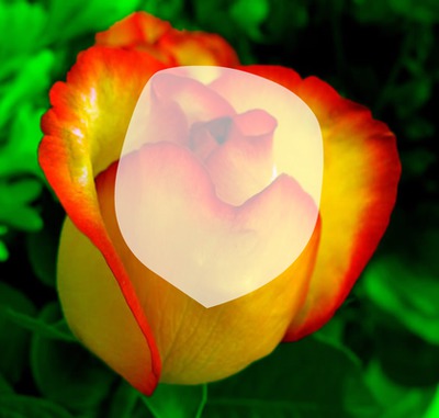 Rose Photomontage