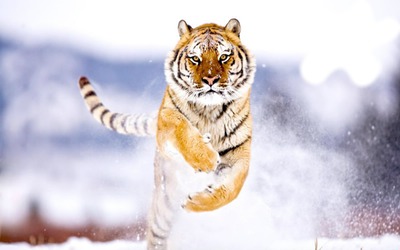 Tigre blanc Фотомонтажа