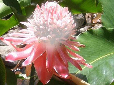 fleur Fotomontaža