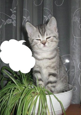1 chat grisounet dans un pot de plante 1 photo cadre Фотомонтаж