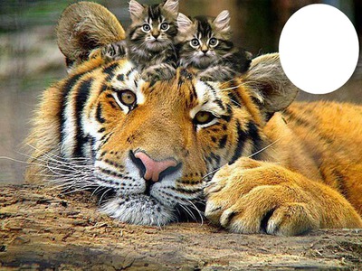 lion & kittens Photomontage