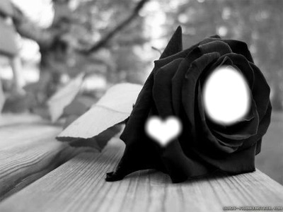 La rose noir Fotomontáž