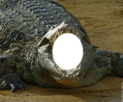 crocodile Montaje fotografico