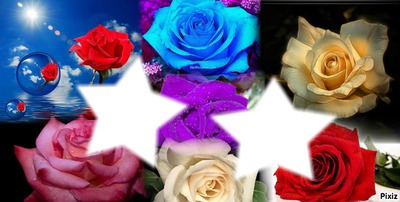 all roses Photo frame effect