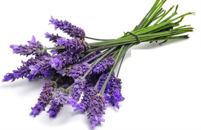 lavender Photo frame effect