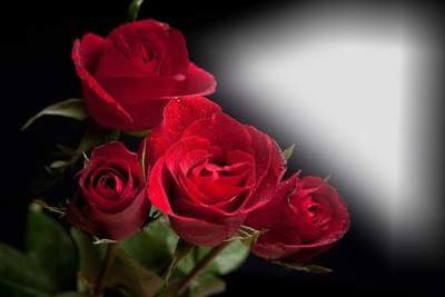 червени рози Photo frame effect