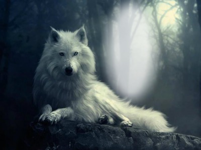 loup blanc Fotomontaggio