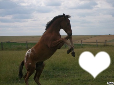 i love horse Fotomontaža