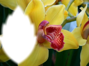 orchidé Fotomontaggio