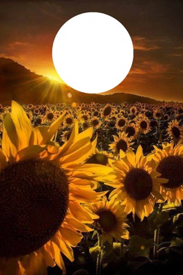 SUN FLOWERS Fotomontaggio