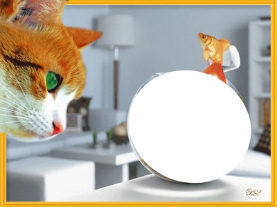chat roux laly Photo frame effect