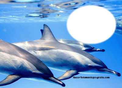 Delfin Fotomontáž
