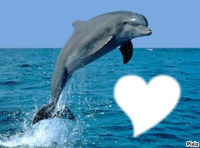 jtd les dauphins Photo frame effect