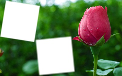 tulipán love Fotomontage