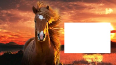 cheval Fotomontasje