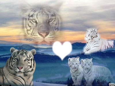 tigre blanc Fotomontage