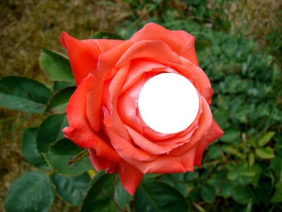 un  insecte  ou  une  figure  sur la rose フォトモンタージュ