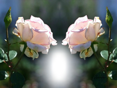 ROSAS PARA TI Photo frame effect