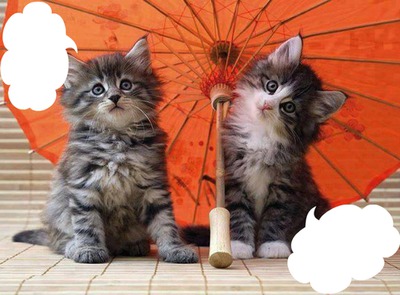 2 chatons sous une ombrelle 2 photos cadres Fotomontāža