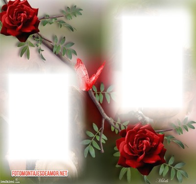 rosas rojas Fotomontagem