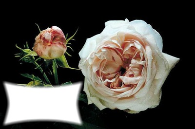 Roses Anciennes Montaje fotografico