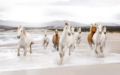 chevaux Fotomontaggio