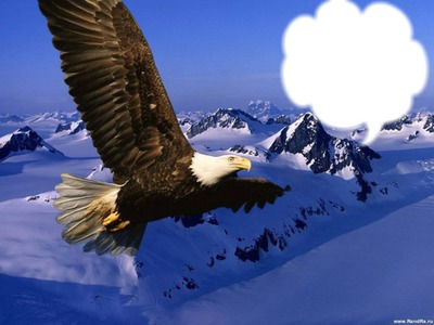 Paysage montagne avec oiseau Photomontage