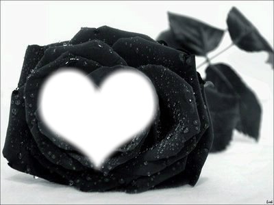 Rose noire Montaje fotografico
