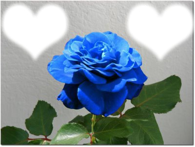 Fleur bleu Montage photo