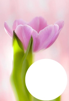 tulipe Fotomontāža