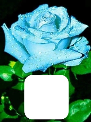Blue blue rose Фотомонтаж