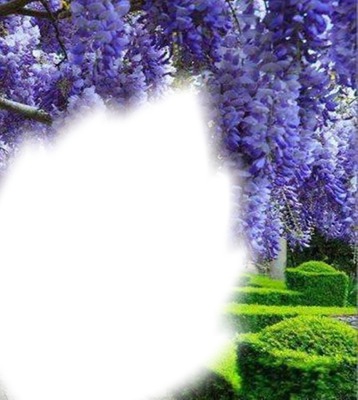 purple flower Φωτομοντάζ