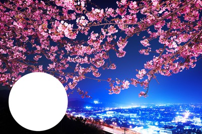 Cherry blossom in the night フォトモンタージュ