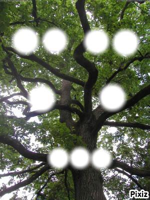arbre généalogique Фотомонтаж