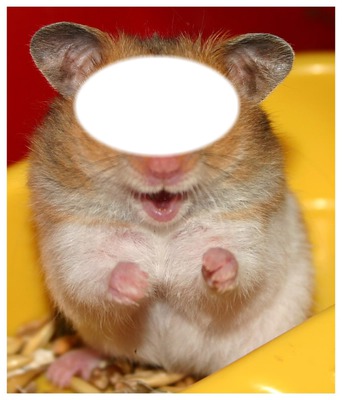 hamster Fotomontaż