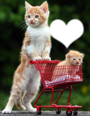 l'amour entre chaton Фотомонтаж