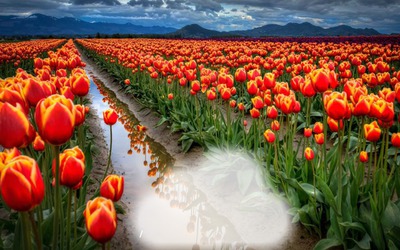 champ de tulipe フォトモンタージュ