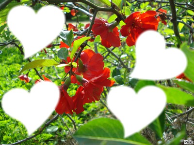 fleurs rouges Fotomontāža