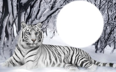 tigre blanc Fotomontaż