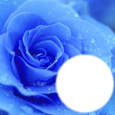 Rose bleu フォトモンタージュ