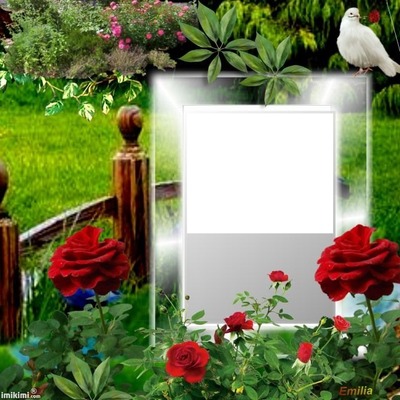 Rose Photo frame effect