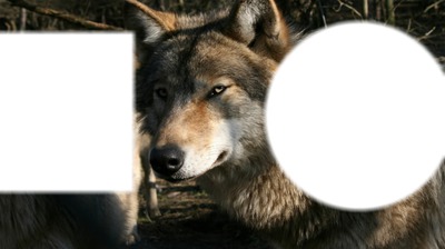 der wolf Fotomontāža
