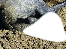 Un gros cochon Fotomontáž