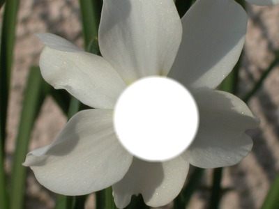 fleur Valokuvamontaasi